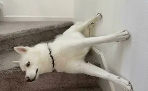 130 Pets That Clearly Didn't Pass Quality Control