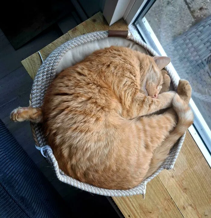 ¿Qué pata es esa?