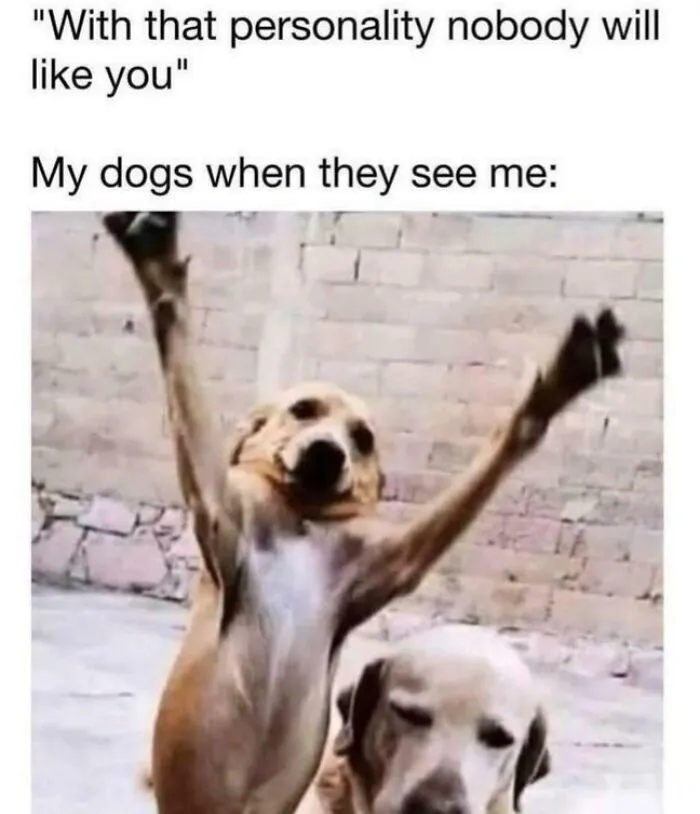 Two dogs, one with its front paws raised high, looking excited. This ancient meme still cracks people up.