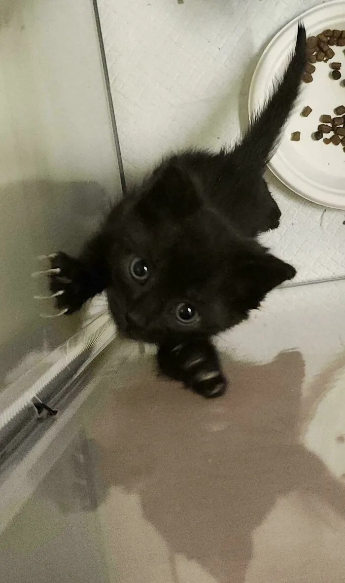 A black kitten looking up with its cat claw digging into a glass door.