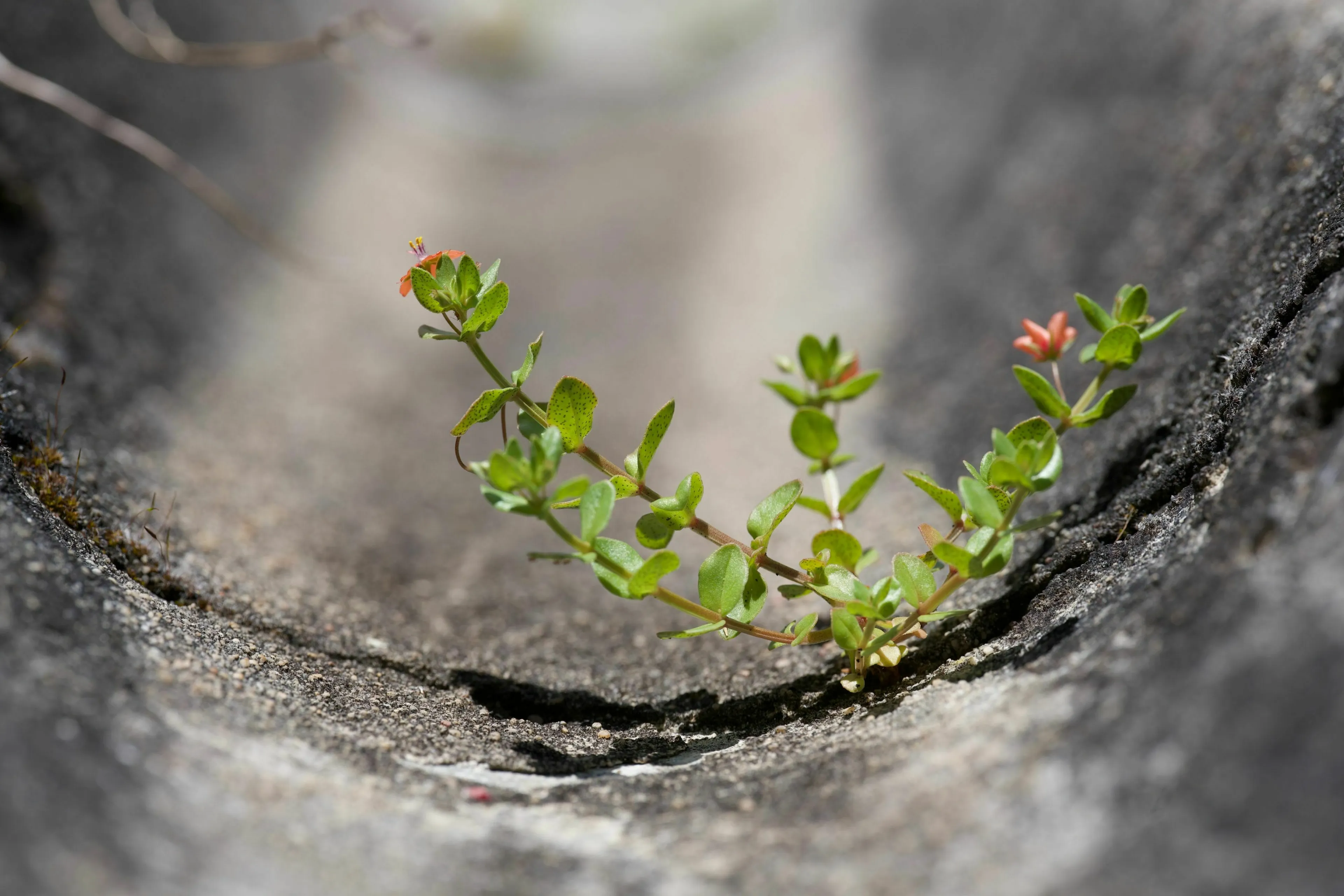 Green plant growing in a crack, symbolizing a mythological quest and a survivable trial.