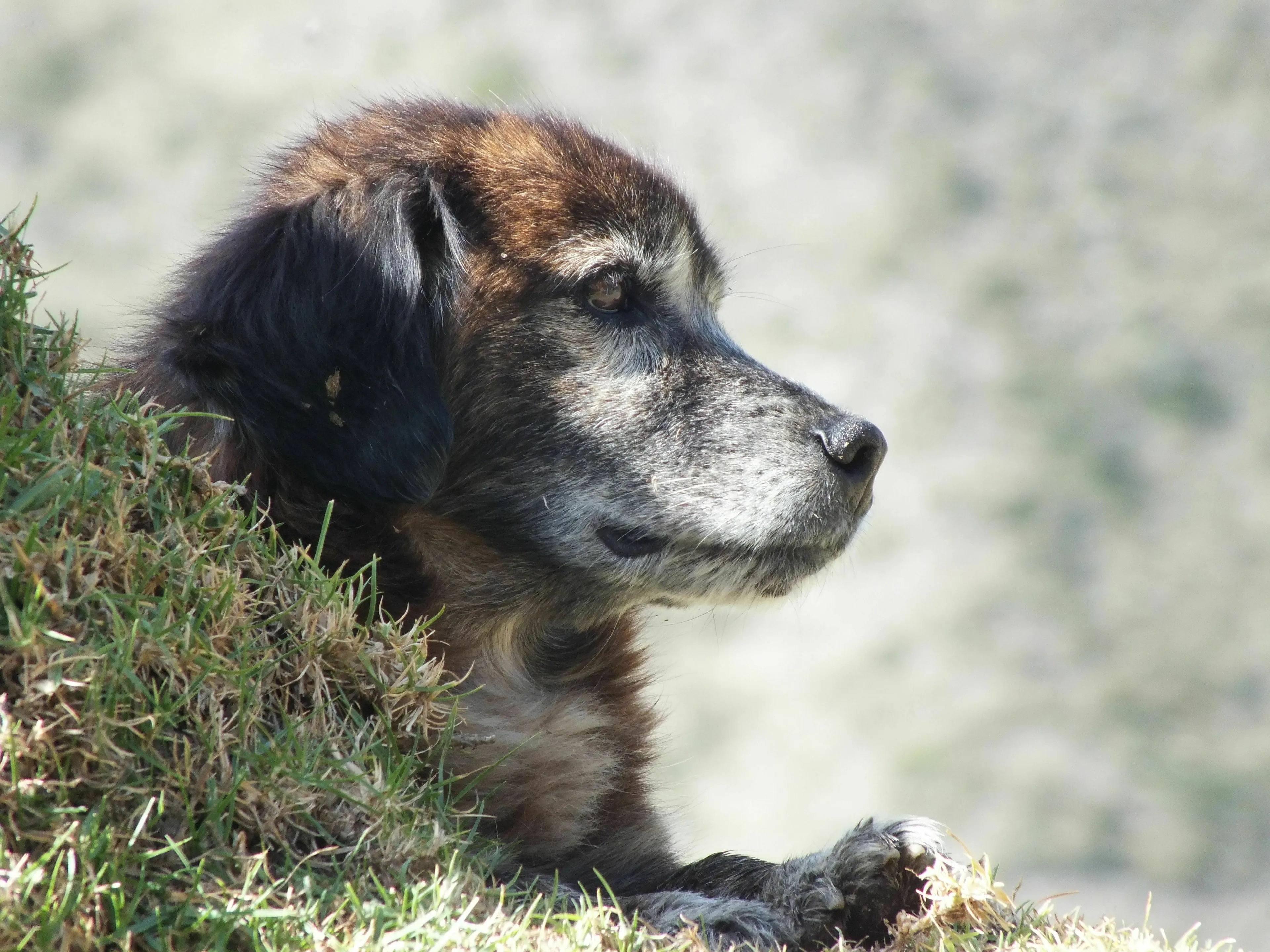 A wise-looking dog lies in grass. Do you trust the talking animal in your mythological quest?