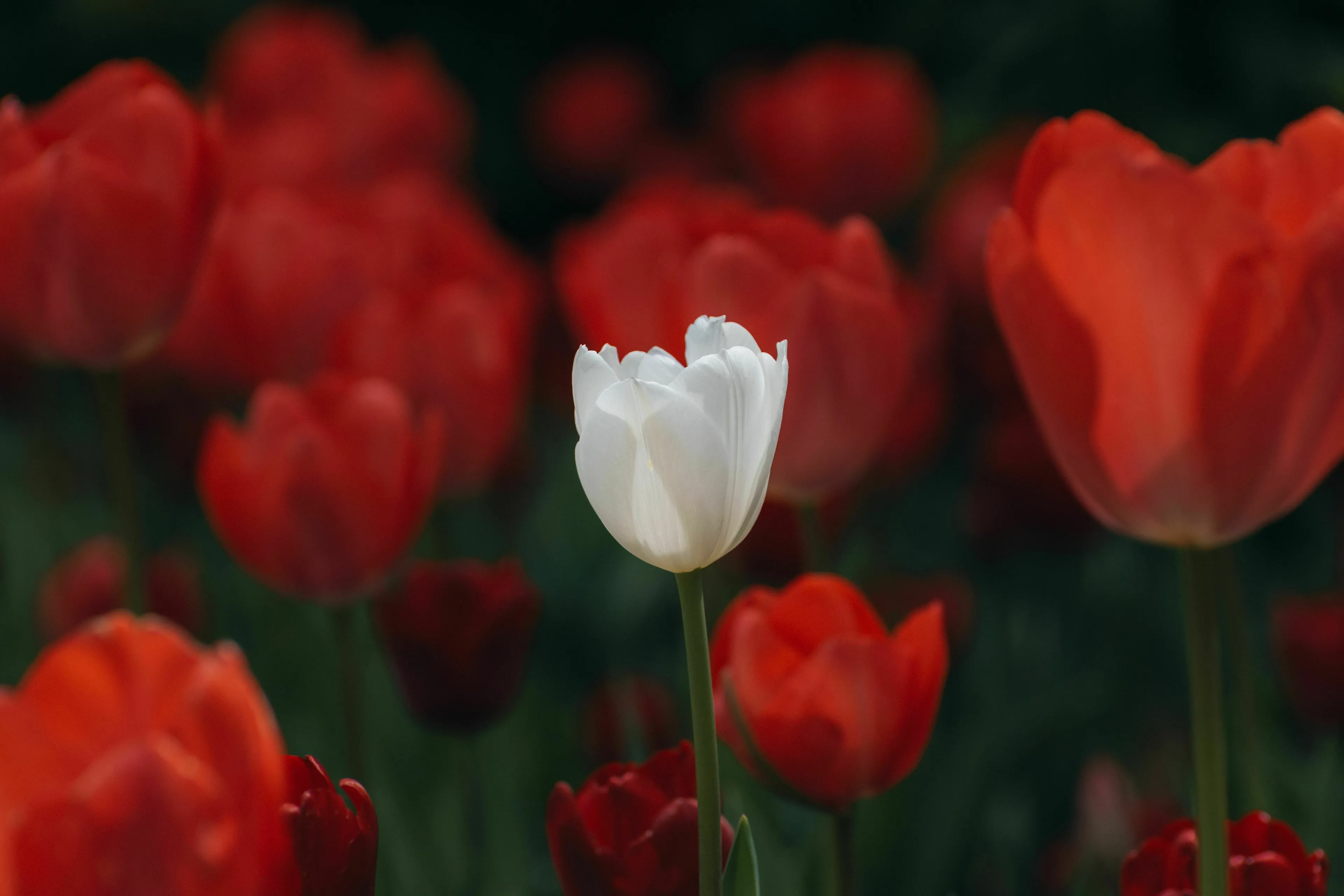 A single white tulip stands out among many red tulips, representing a green flag and unique thinking.
