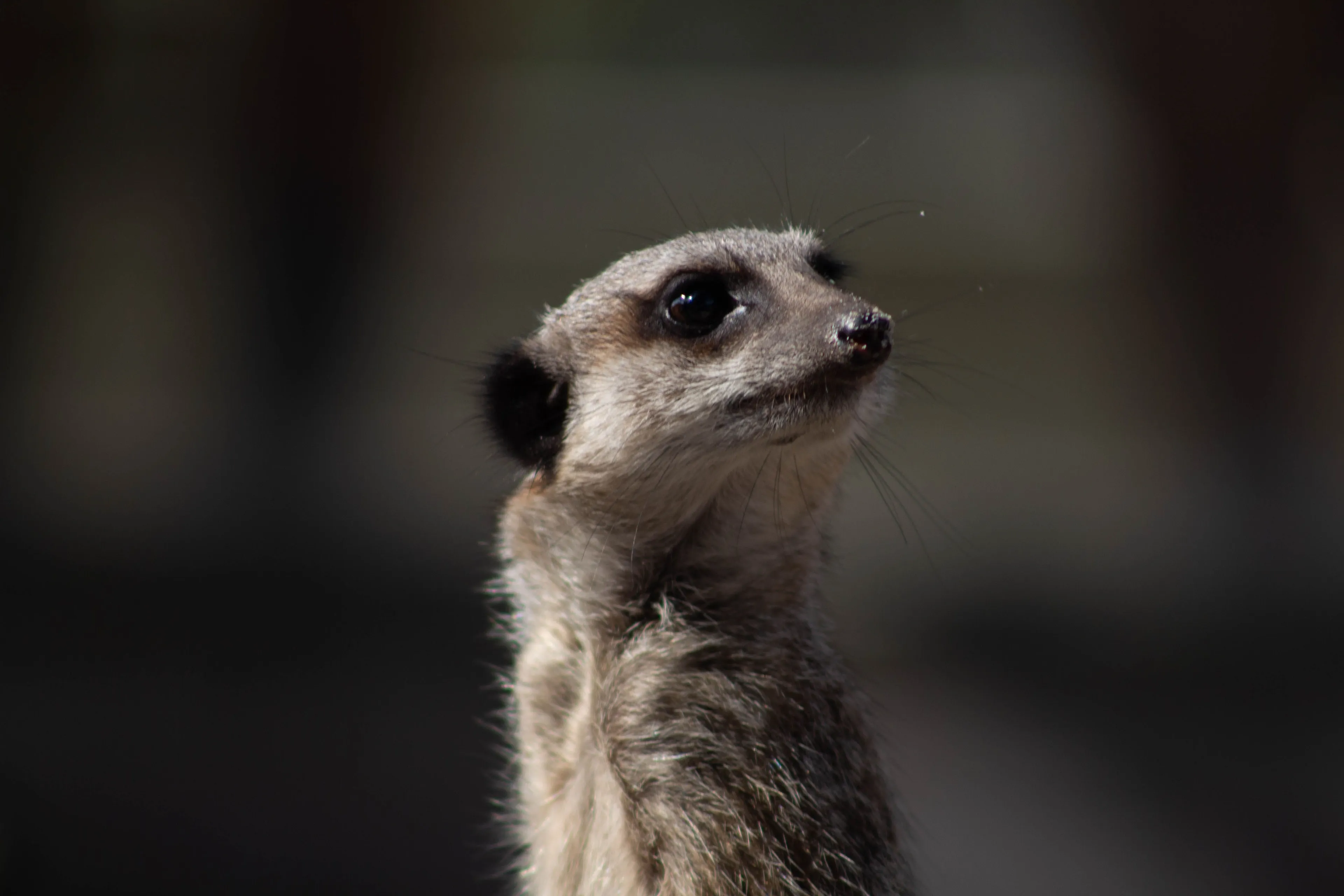 A meerkat looking up, representing an animal that matches a certain energy.
