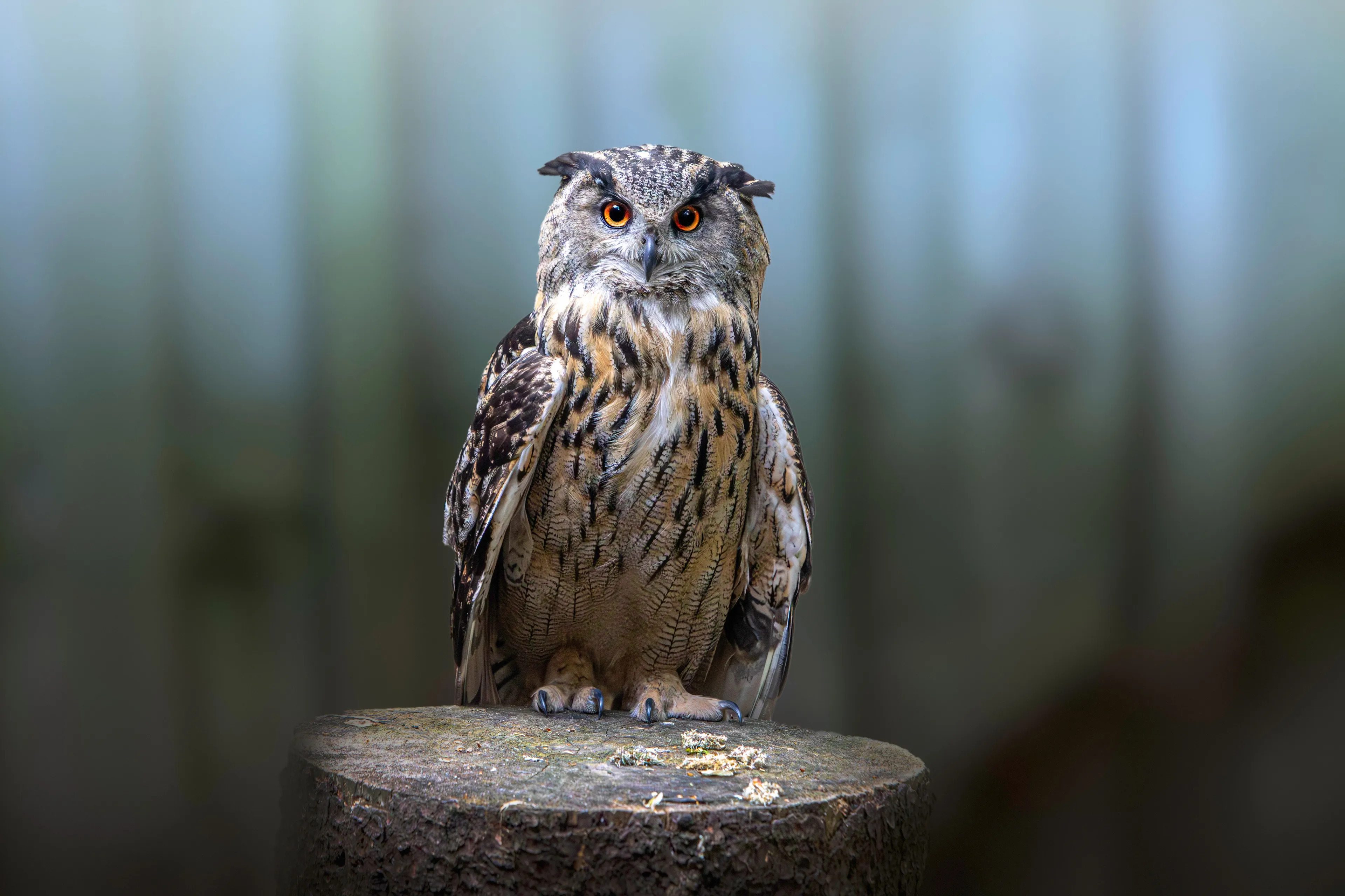 An owl with piercing orange eyes, perched on a tree stump, representing an animal that matches a certain energy.