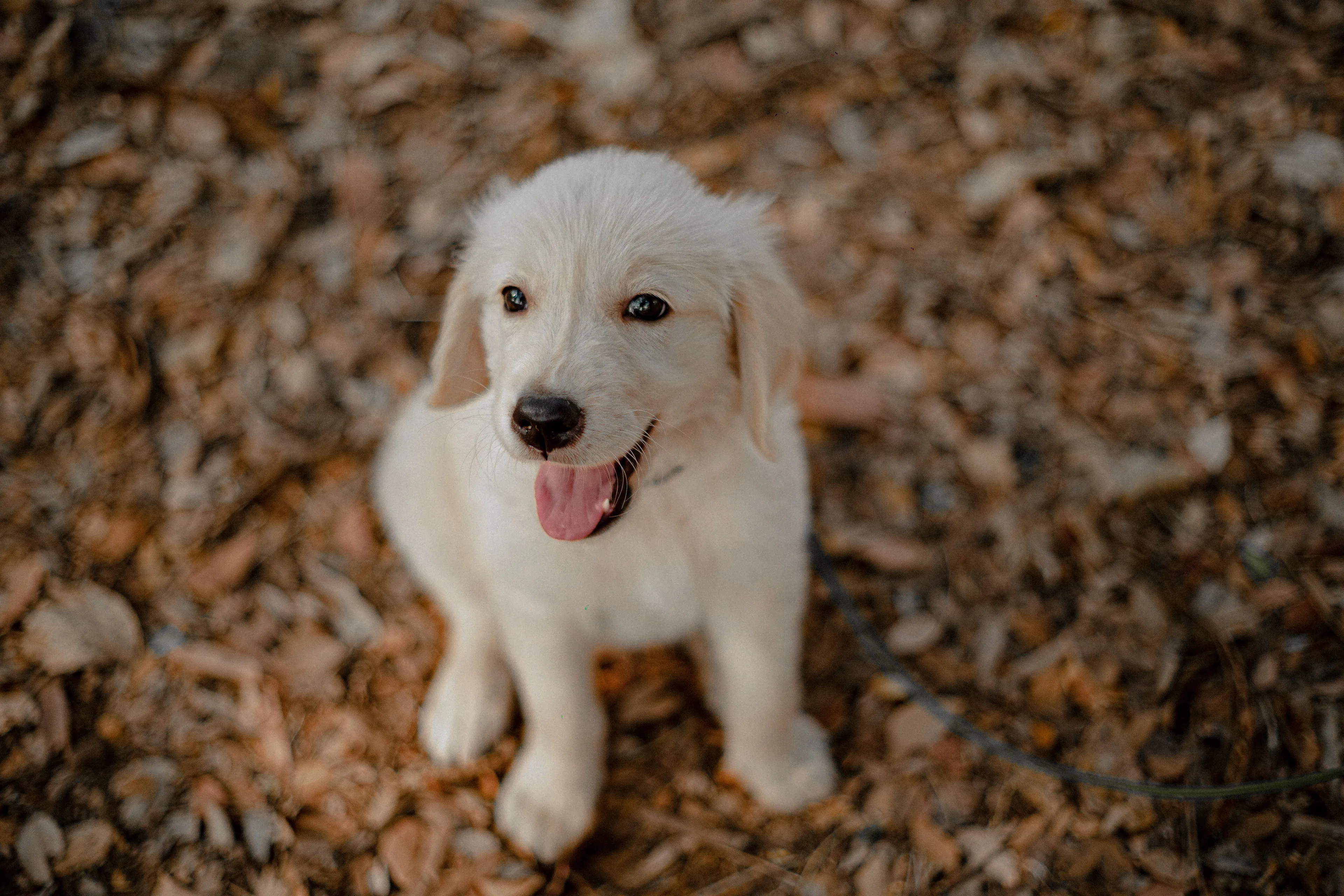 A cute, fluffy white puppy sitting on a bed of dry leaves, representing an animal that matches a certain energy.