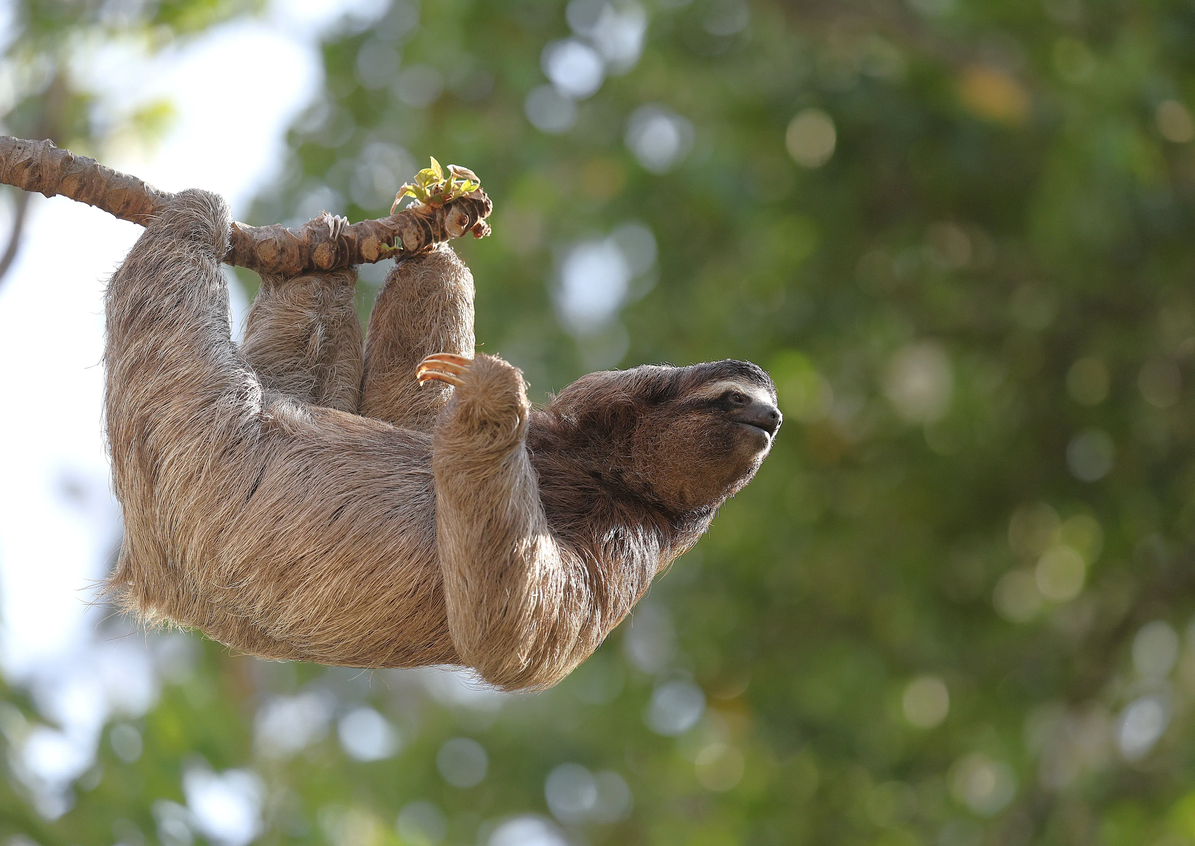 A sloth hanging upside down from a tree branch, embodying an animal that matches a certain energy.