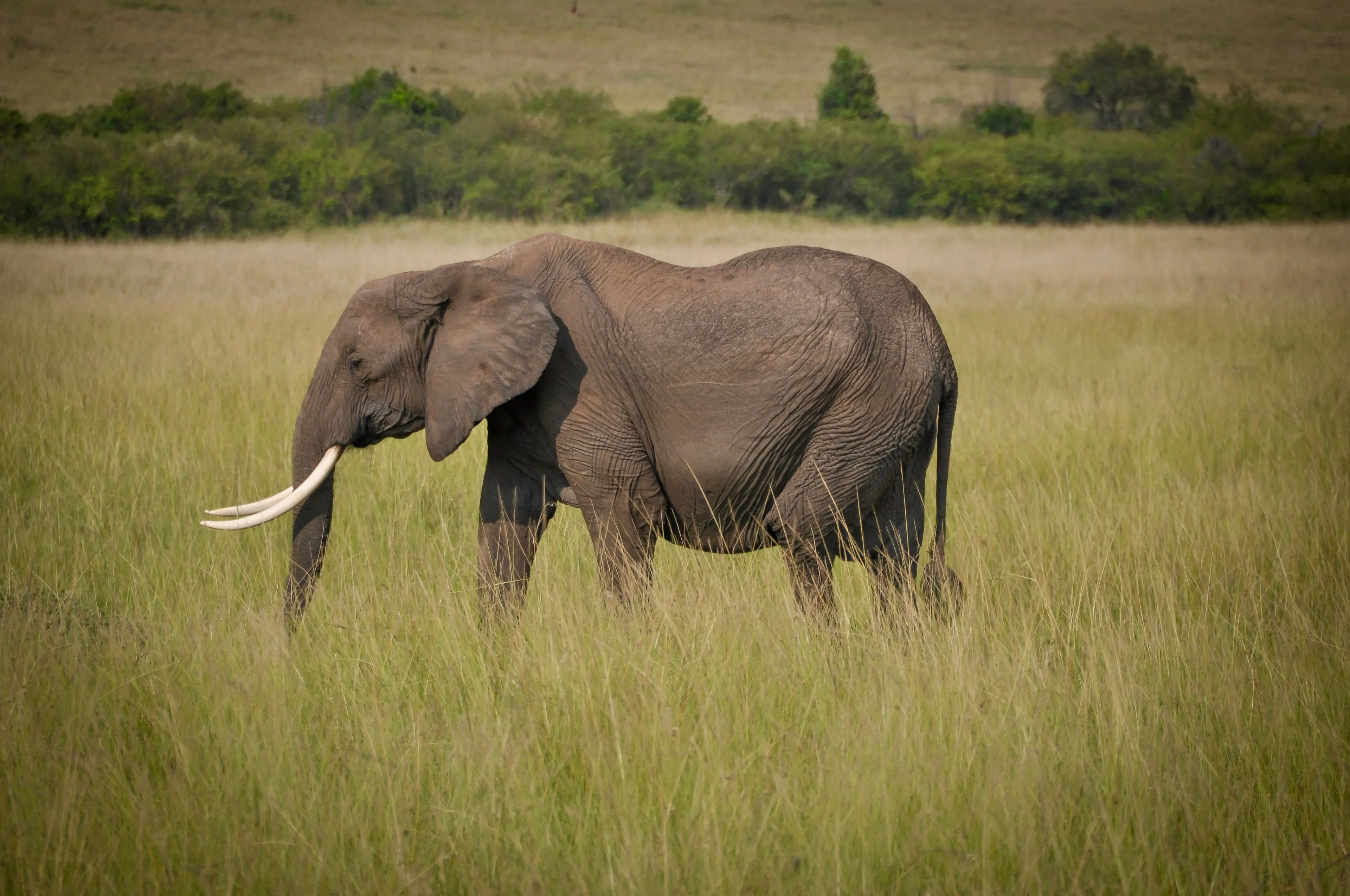 An elephant with large tusks stands in a field of tall grass, representing animal energy.