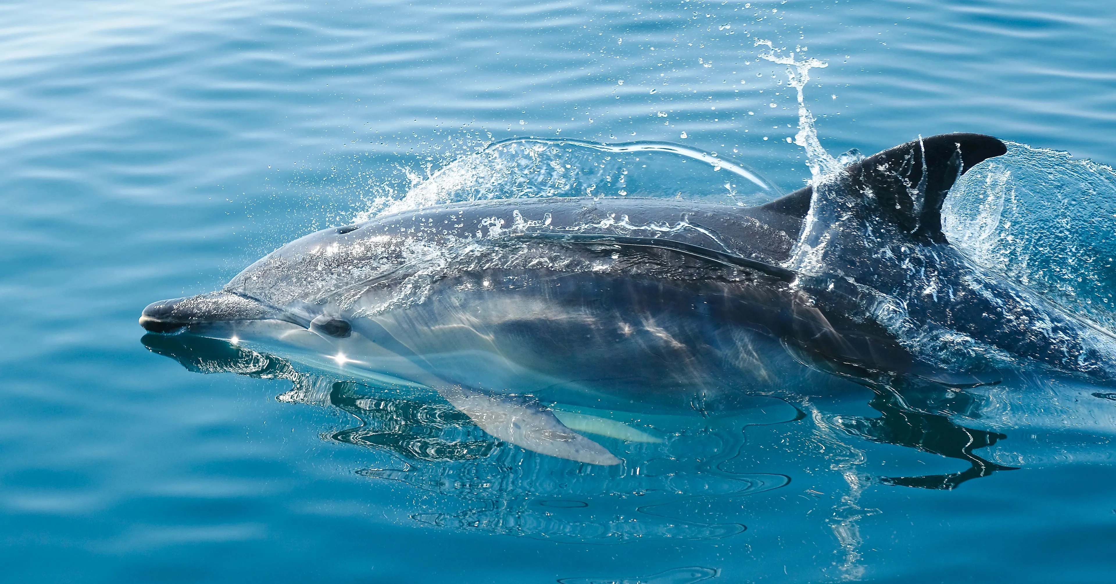 A dolphin leaps from the blue ocean, with water splashing around it, symbolizing energetic animal.