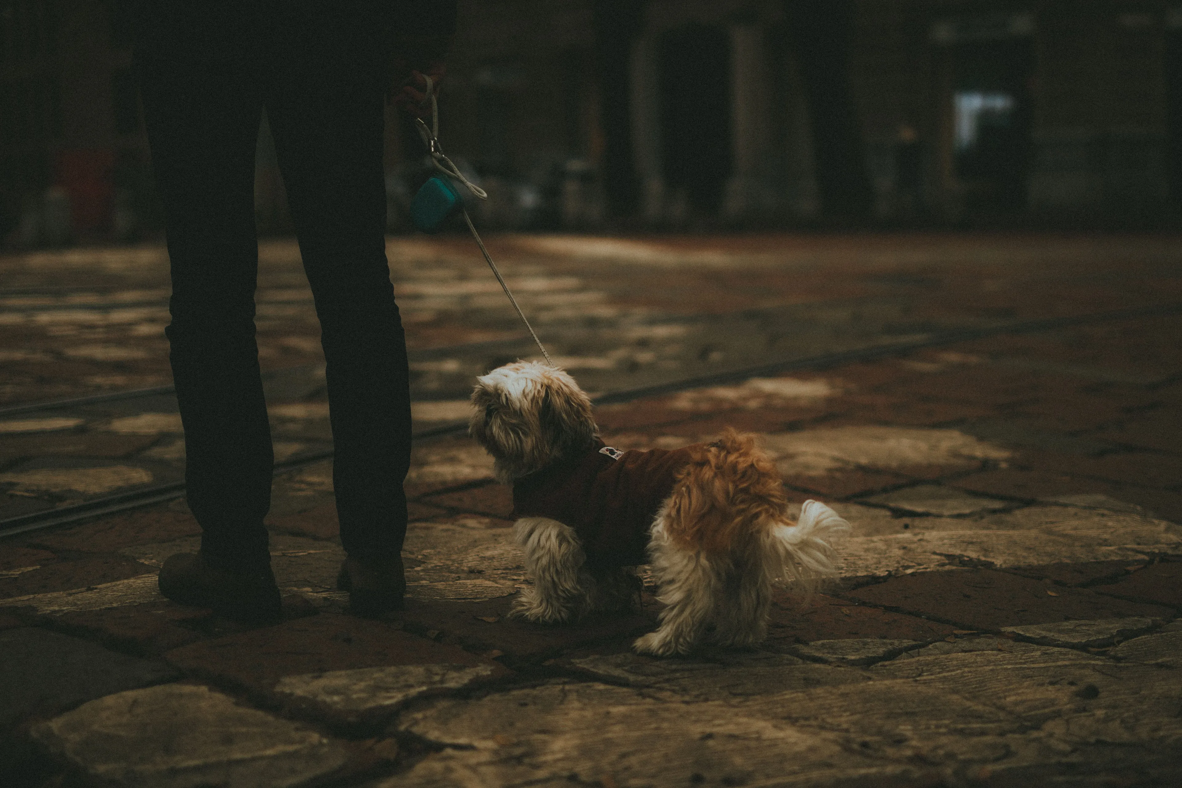 A person standing, taking their dog out for a walk before bed most nights.