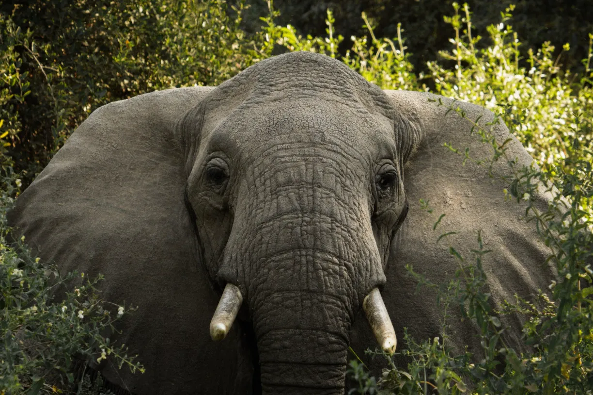 African elephant is the largest mammal on Earth, seen close up through foliage.