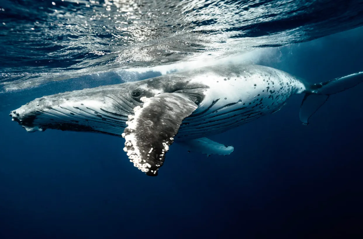Blue whale, the largest mammal on Earth, swimming gracefully underwater in deep blue.