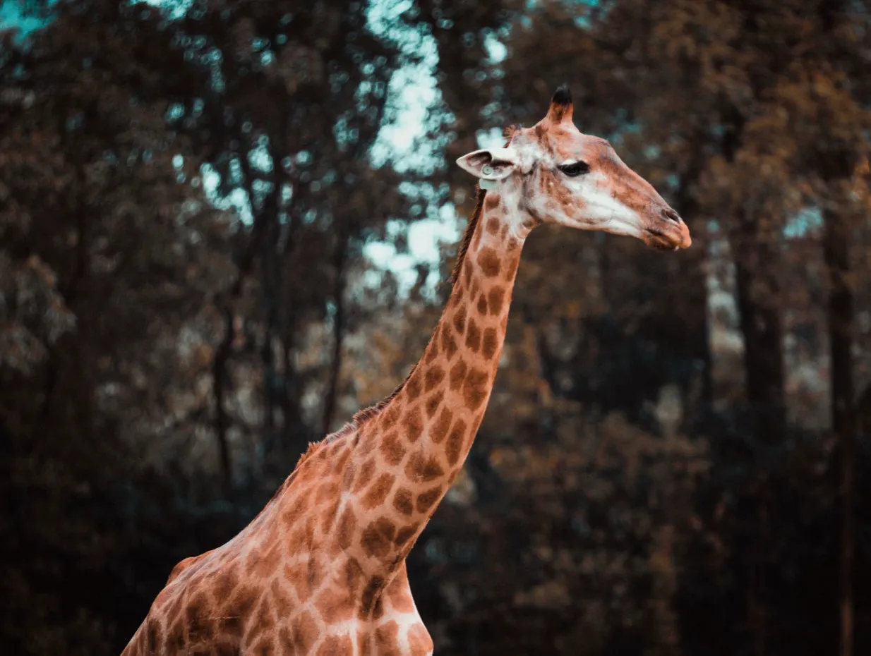 Giraffe, one of the largest mammals, standing tall against a blurred forest background.