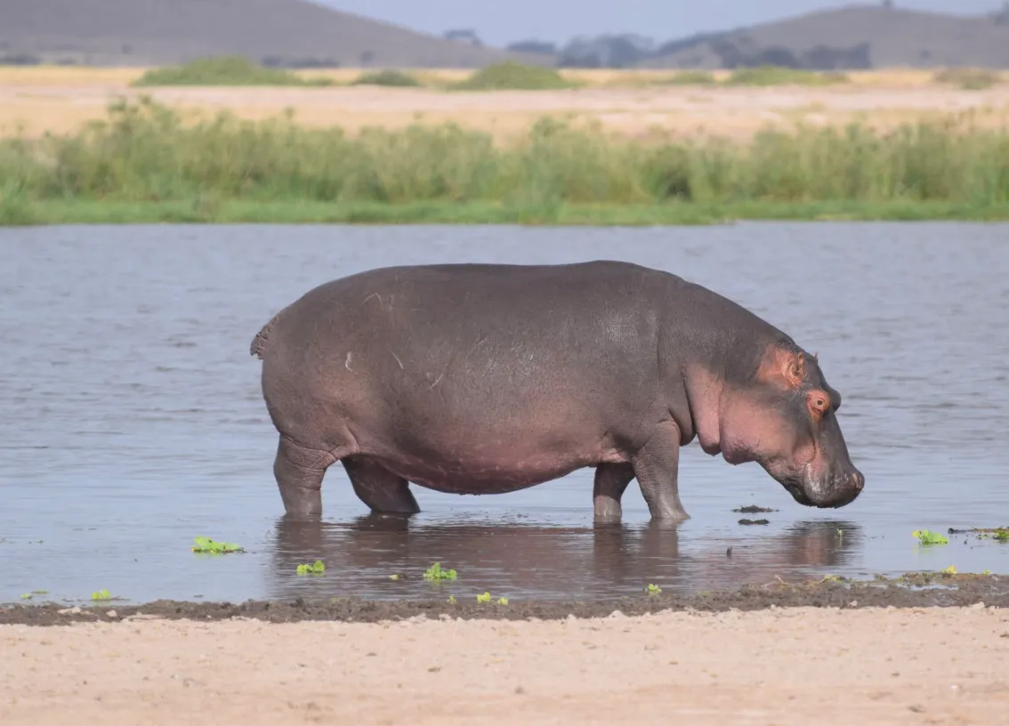 Hippopotamus, a large mammal, partially submerged in a lake with dry land in the background.
