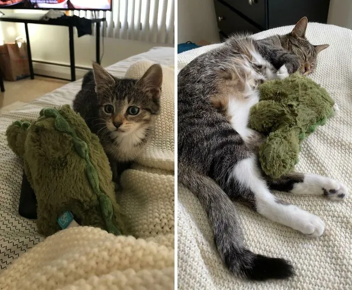 From 2 Mths To 1 Year Old. She’ll Always Be Our Baby, Her Pet Dino For Scale
