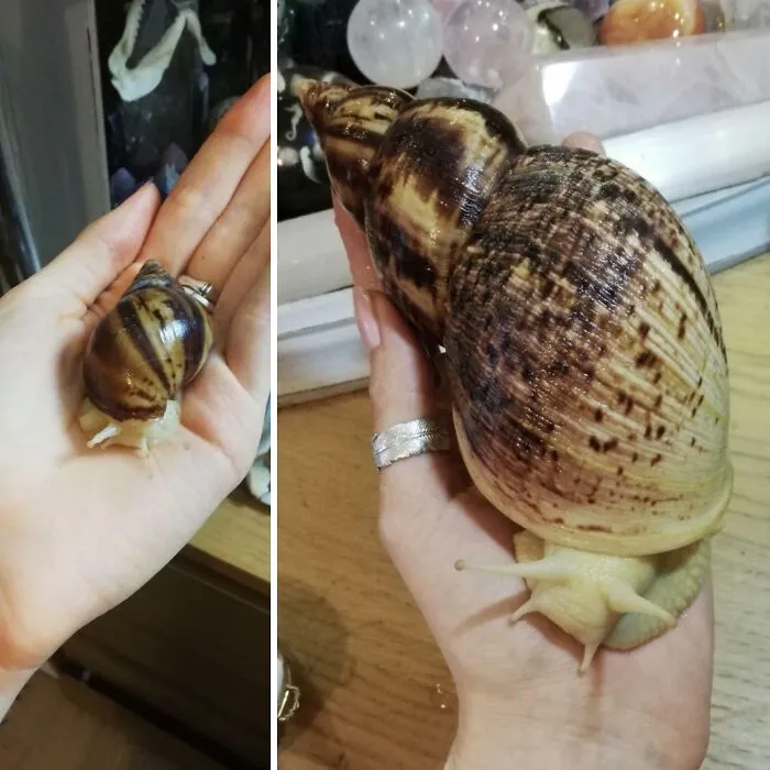 The Amount Of Growing My Snail Has Gotten Done In Under A Year. From A 4cm Shell To A 17cm Shell