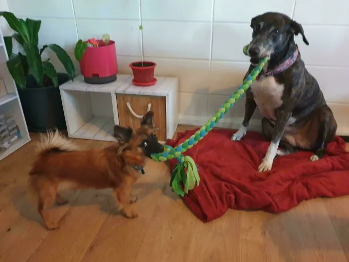 A small dog and a big dog playing tug of war from funny unhinged dog pictures