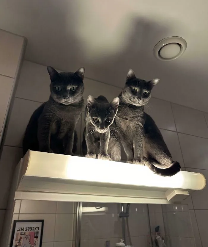 The Council Of Dust Will Hear Your Case