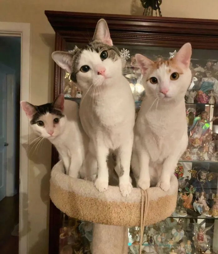 Buddies