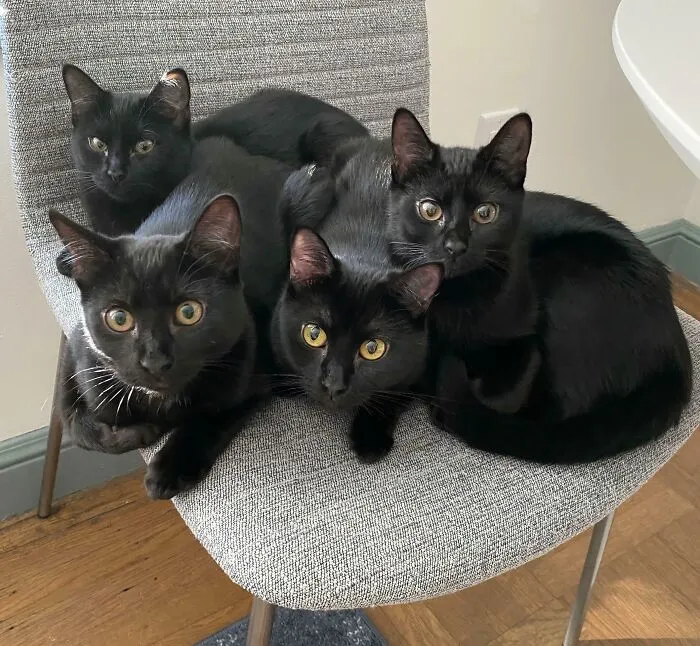 My Rescue Void Smuggled In Some Void Beans And I Had To Keep The Family Together