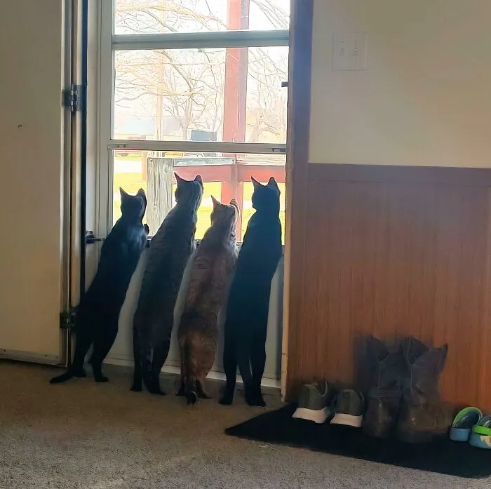 Caption This