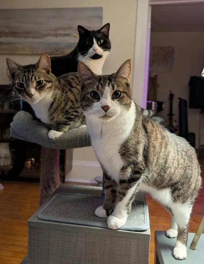 The Council Requests Dinner