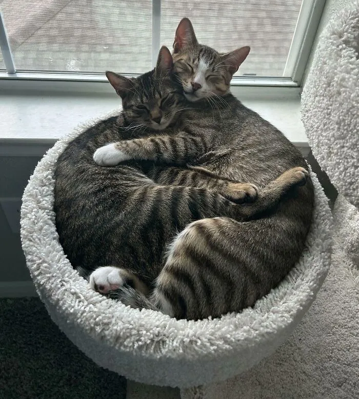 I Think The Council Likes Their New Cat Tree
