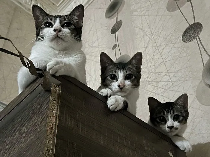 The Council Of Cats Will Judge Your Action For Today