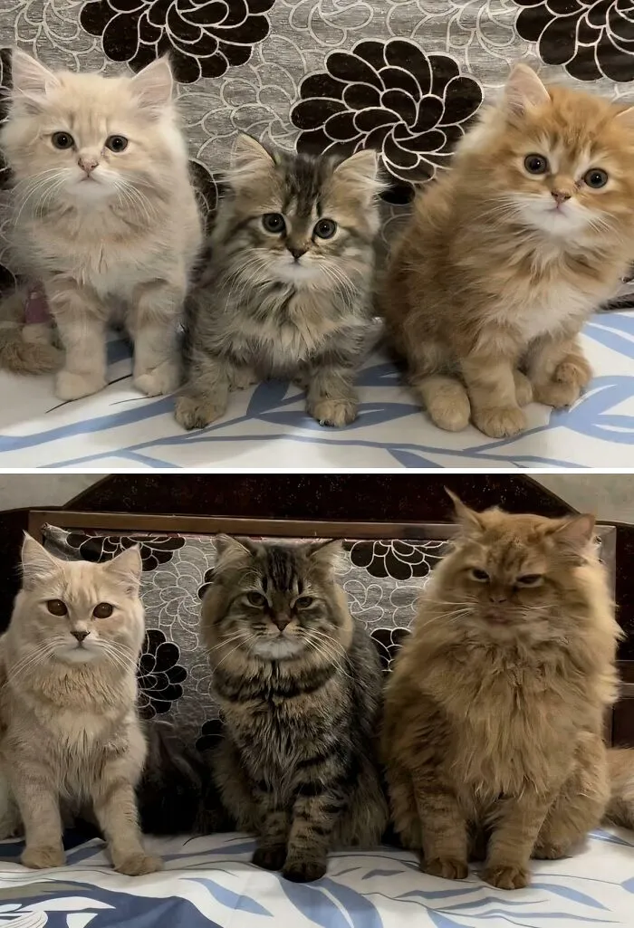 The Council Before Taxes vs. After Taxes
