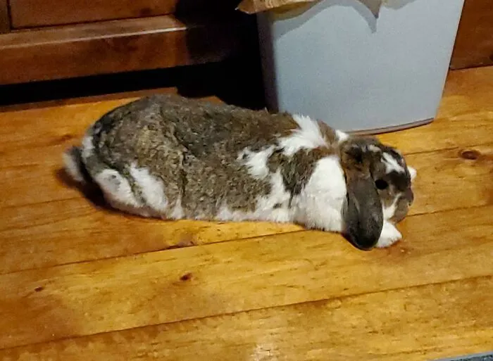 I Spilled An Entire Carton Of Almond Milk On A Wood Plank Floor And My Pet Rabbit