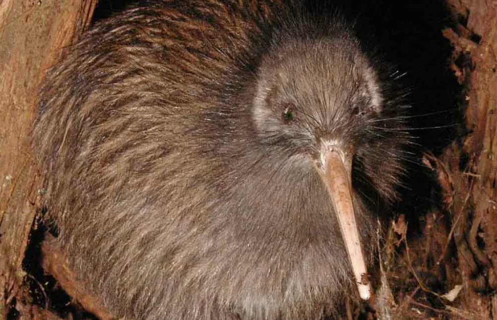 Close-up of a furry kiwi bird with a long beak, emerging from a dark burrow, ideal for a general knowledge quiz.