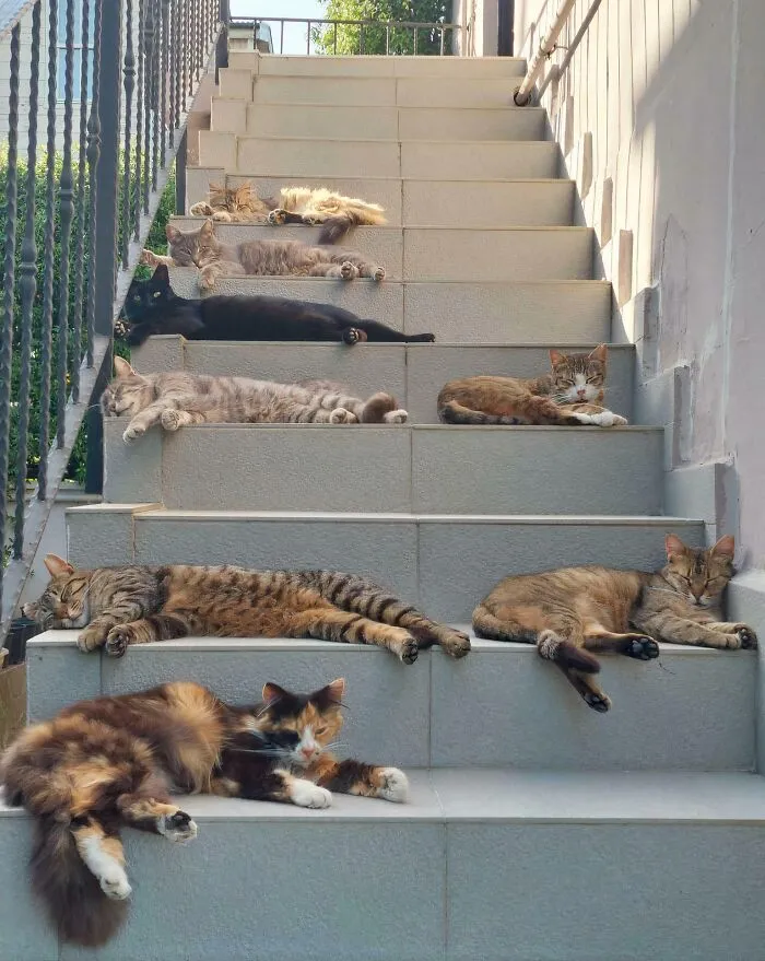 The Council Is Resting