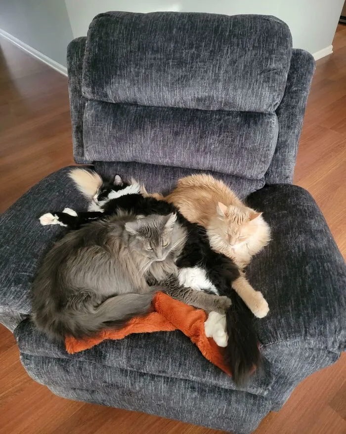 The Council Approves Of The New Recliner