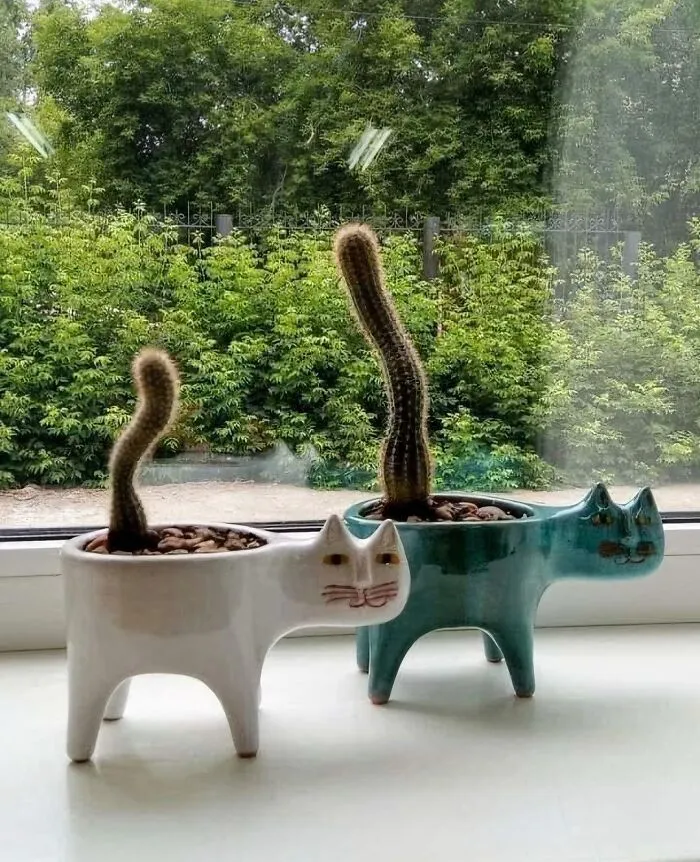Anyone Know Where To Find And Buy This Cat Pot?
