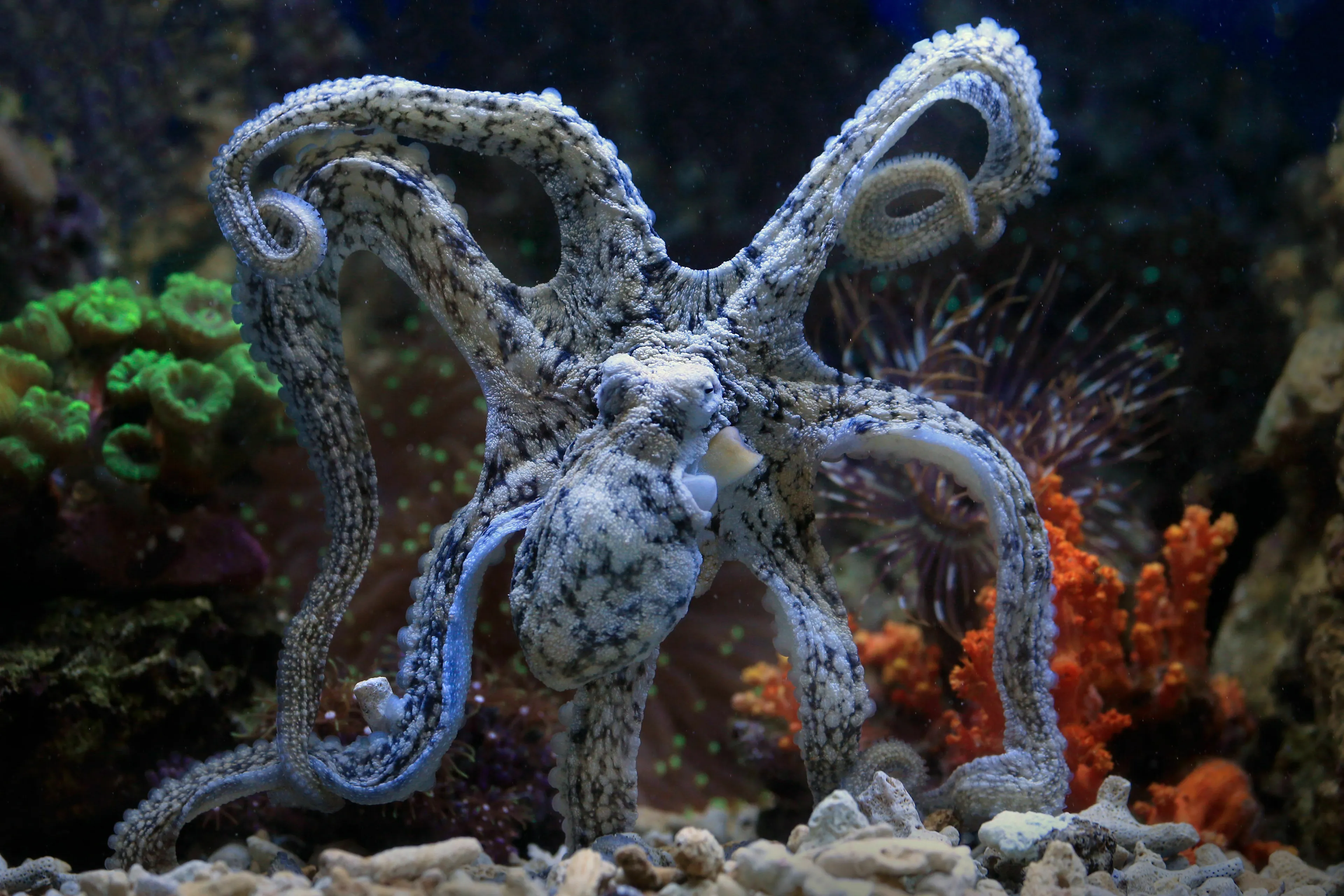 An octopus camouflaged in a colorful underwater reef.