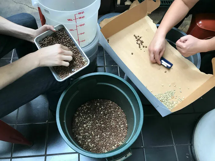 Trabajo en una pequeña cafetería. Mi jefe, distraído, vertió granos de café sin tostar en un lote de granos tostados. Aquí estamos separando 10.000 granos... a mano.