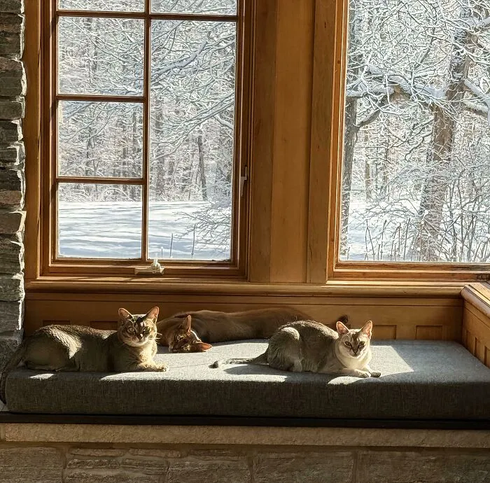 The Council Has Unanimously Ruled: The White Stuff Outside Is Too Cold And The Sun Inside Is Just Right