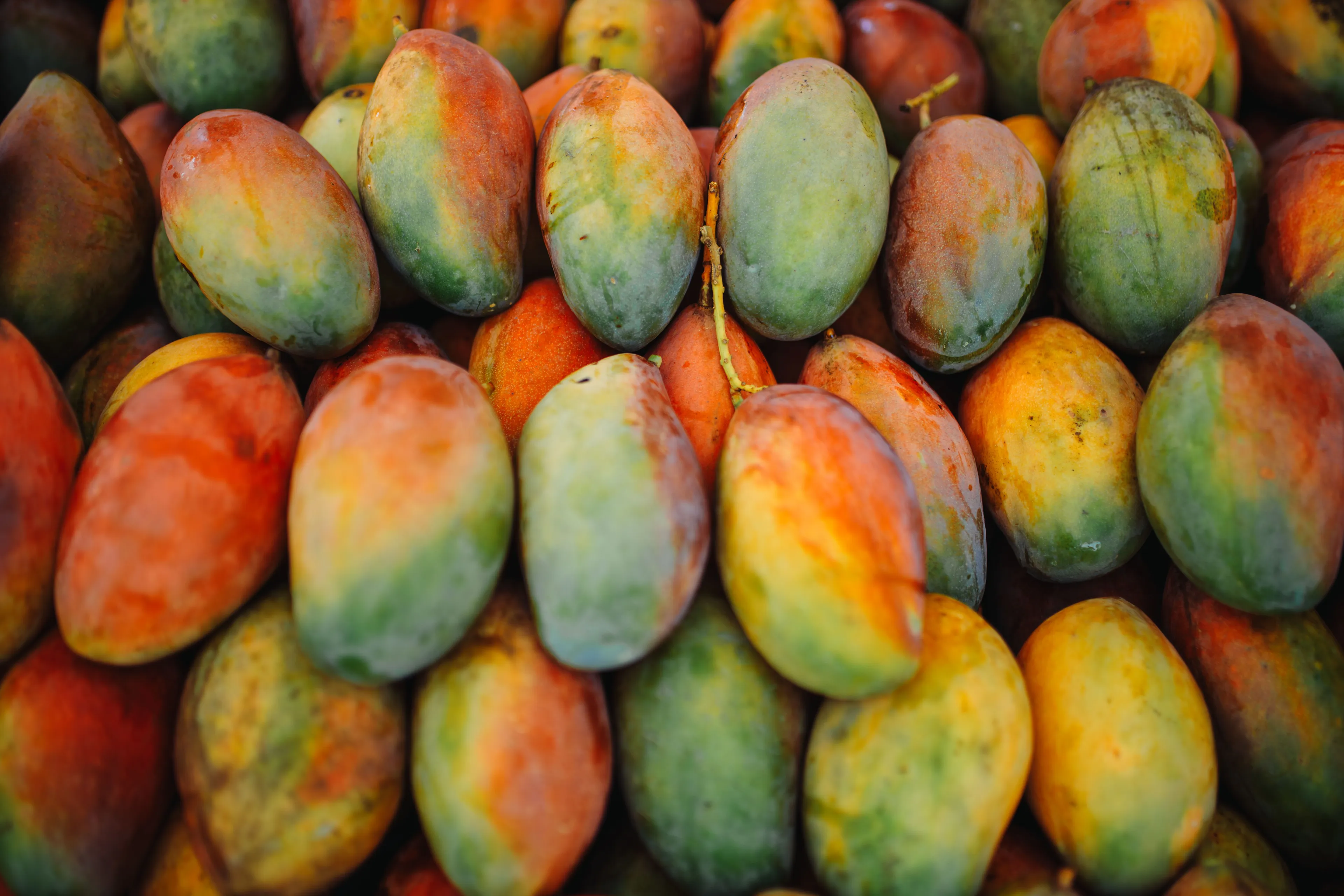 A bountiful pile of colorful, ripe mangoes displaying a mix of green, yellow, and orange skin.