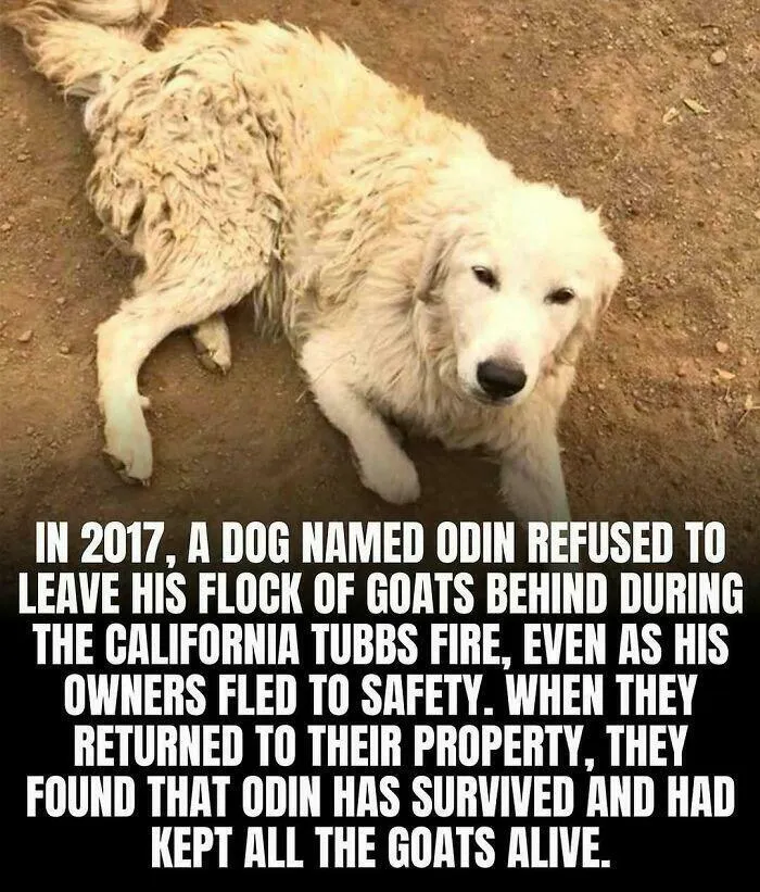 The Hero Named Odin