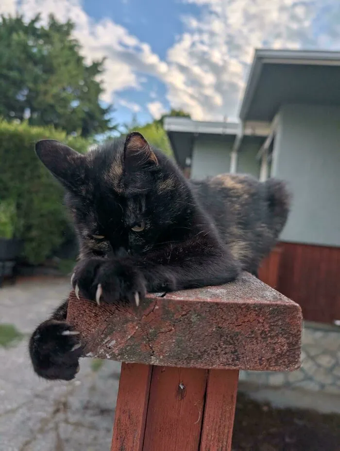 A tortoiseshell cat resting on a wooden railing showing off its cat claw.