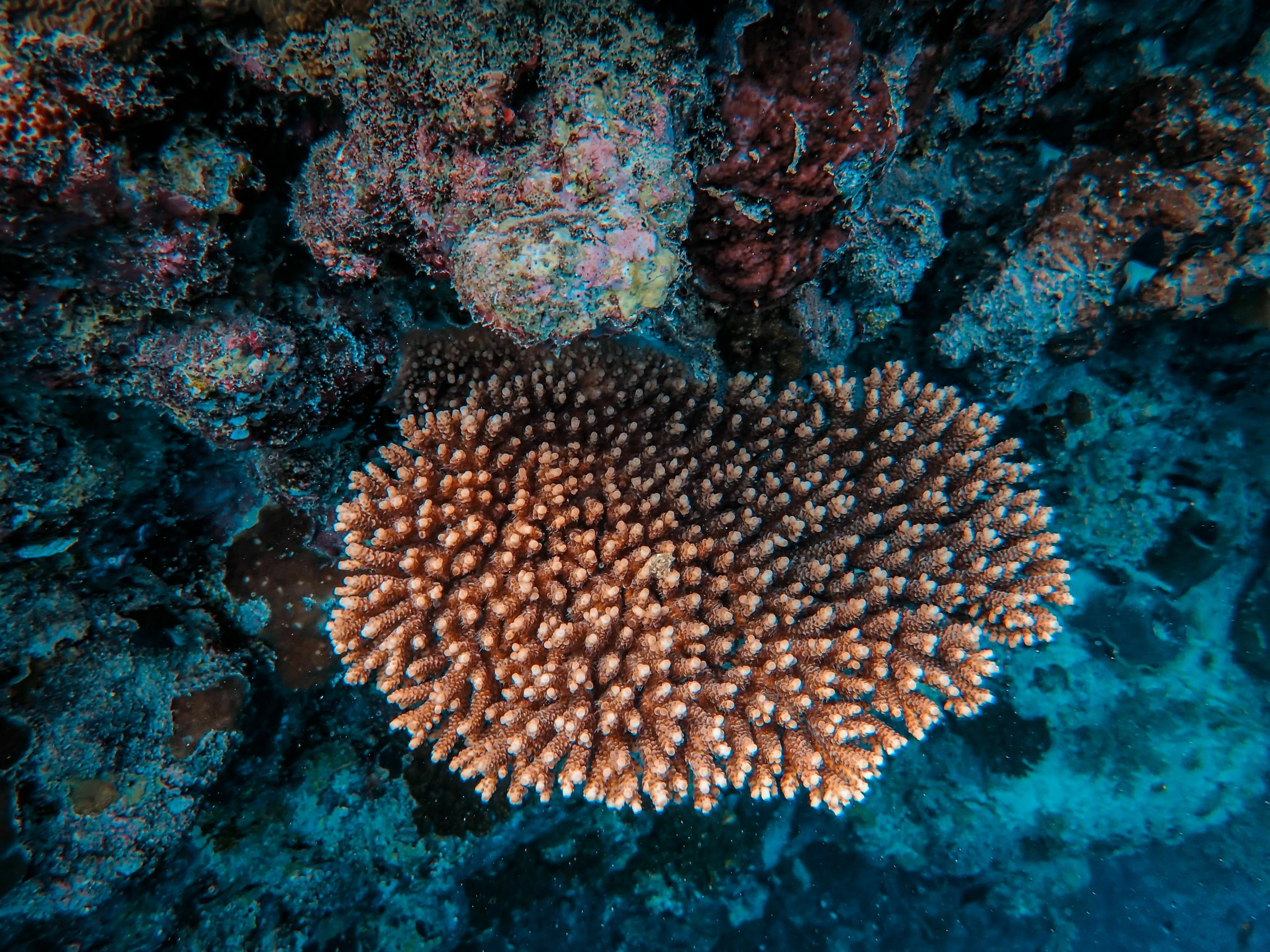 Vibrant coral reef system under the sea, part of a General Geography Knowledge Quiz.