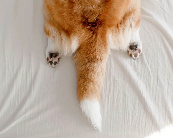 A Wagging Tail Always Means A Dog Is Happy