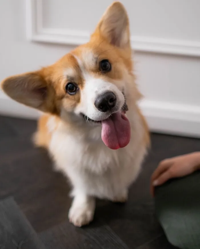 Dogs Are Trying To "Dominate" Their Owners
