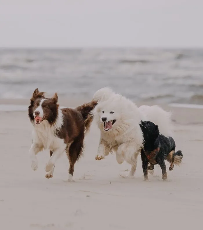Every Dog Wants To Make New Friends