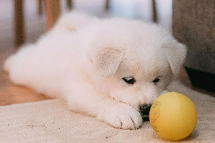A Quiet Dog Is Always A Relaxed Dog