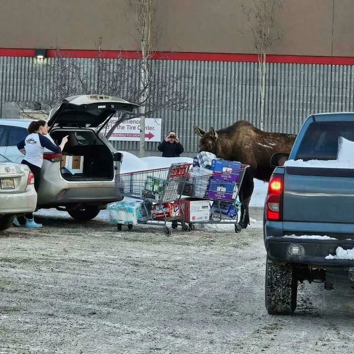 Grocery Shopper Cussing Out A Curious Moose In Alaska