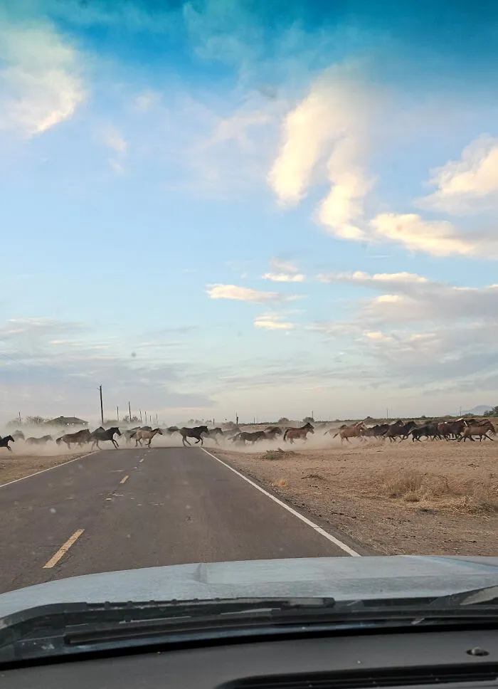 Morning Commute Surprise In Bapchule