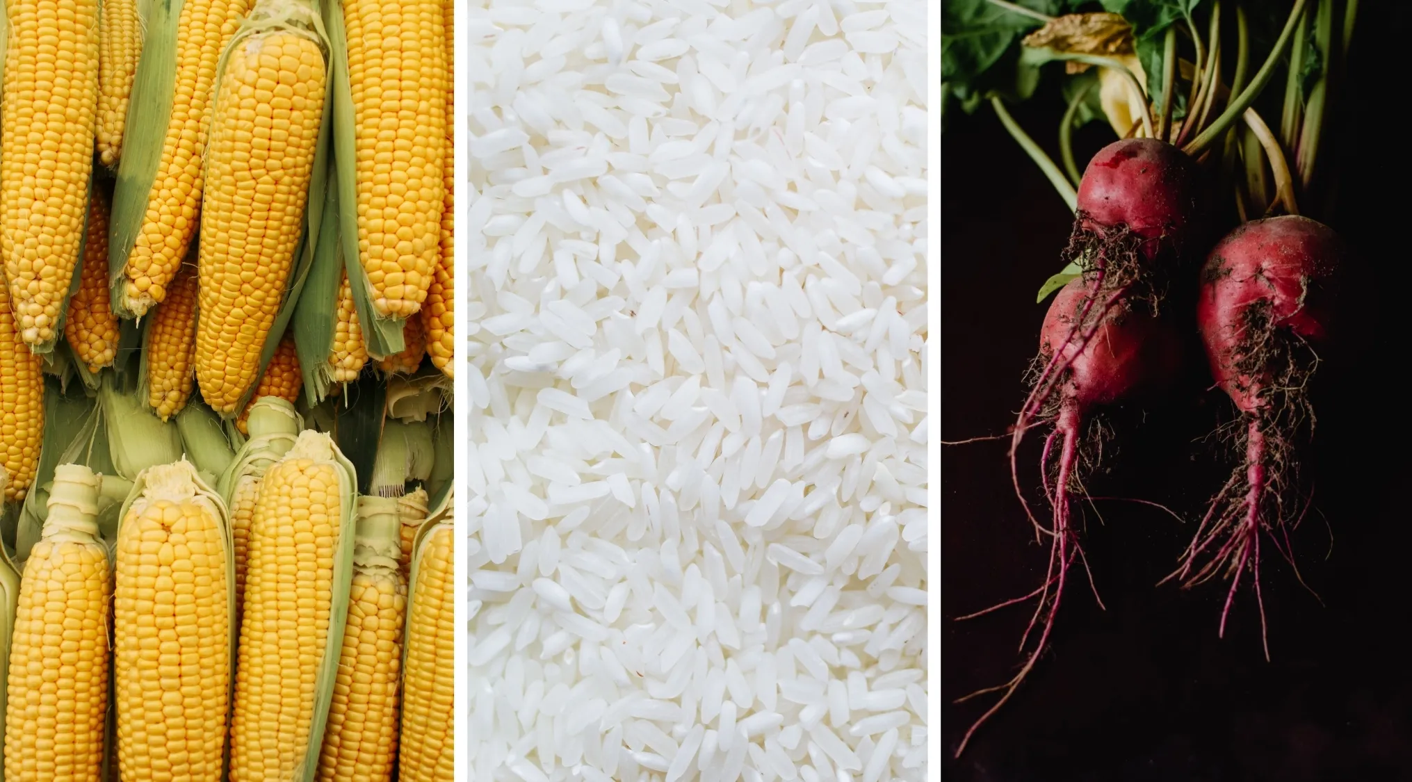 Corn, rice, and root crops shown. A visual representation of common sources in Home Economics.