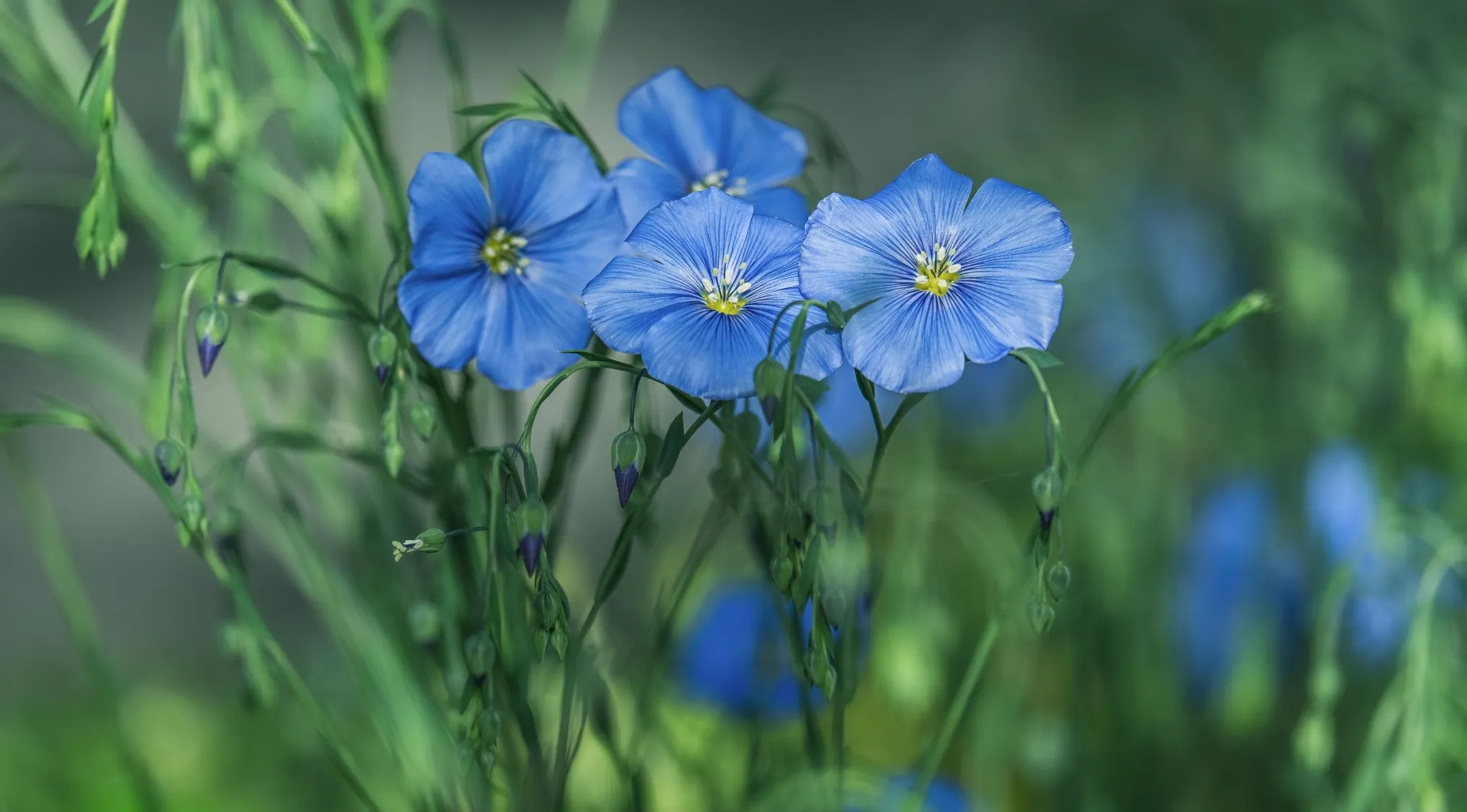 Close-up of bright blue flax plant flowers with yellow centers, surrounded by green foliage. Home Economics.