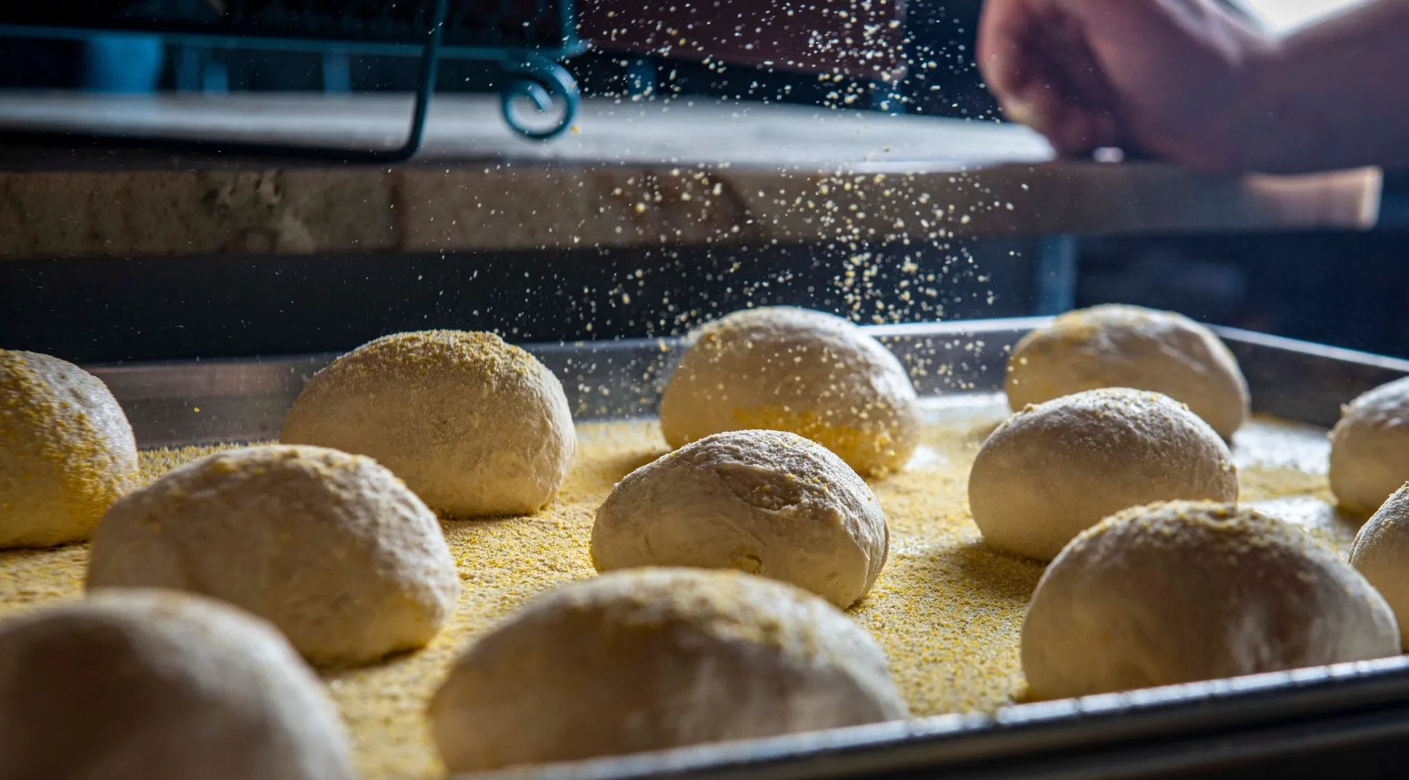 Raw bread dough balls, sprinkled with cornmeal, ready to bake. Yeast in bread dough makes it rise.
